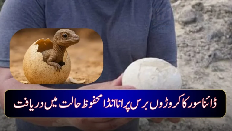 70-Million-Year-Old Perfectly Preserved Dinosaur Egg Discovered